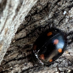 Paropsisterna octosignata at Russell, ACT - 21 Aug 2024 12:27 PM