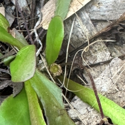 Goodenia sp. at Round Hill, QLD - 22 Aug 2024 by lbradley