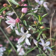 Philotheca scabra (A wax flower) at Jerrawangala, NSW - 21 Aug 2024 by JaneR