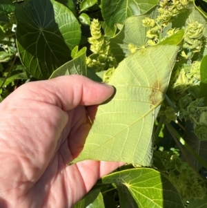 Macaranga tanarius at Seventeen Seventy, QLD - 22 Aug 2024