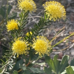 Leionema diosmeum at Tianjara, NSW - 21 Aug 2024 by JaneR