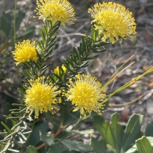 Leionema diosmeum at Tianjara, NSW - 21 Aug 2024