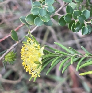 Leionema diosmeum at Tianjara, NSW - 21 Aug 2024