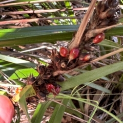 Gahnia aspera at Seventeen Seventy, QLD - 22 Aug 2024 by lbradley