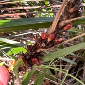 Gahnia aspera at Seventeen Seventy, QLD - 22 Aug 2024 01:52 PM