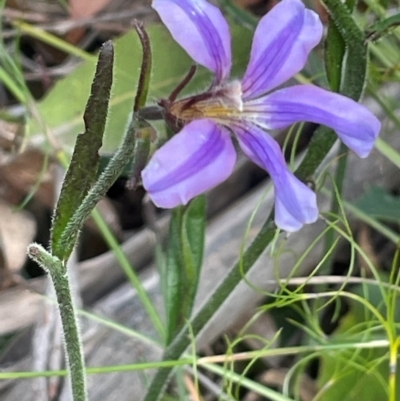 Scaevola ramosissima (Hairy Fan-flower) at Tianjara, NSW - 21 Aug 2024 by JaneR