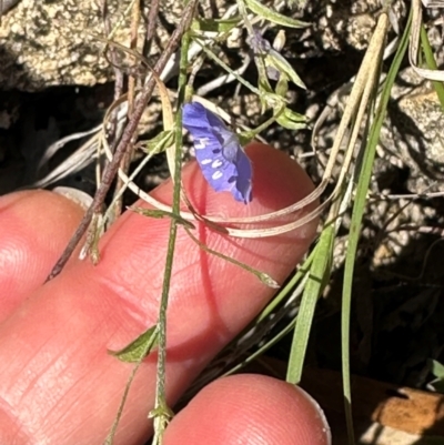 Evolvulus alsinoides var. decumbens at Seventeen Seventy, QLD - 22 Aug 2024 by lbradley