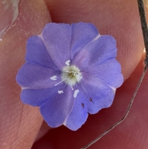 Evolvulus alsinoides var. decumbens at Seventeen Seventy, QLD - 22 Aug 2024 01:49 PM