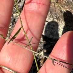 Evolvulus alsinoides var. decumbens at Seventeen Seventy, QLD - 22 Aug 2024 01:49 PM