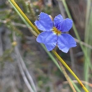 Dampiera stricta at Tianjara, NSW - 21 Aug 2024