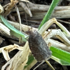 Lepidoptera unclassified ADULT moth at Russell, ACT - 21 Aug 2024