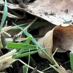 Lepidoptera unclassified ADULT moth at Russell, ACT - 21 Aug 2024