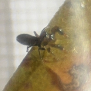 Myrmarachne sp. (genus) at Braddon, ACT - 22 Aug 2024