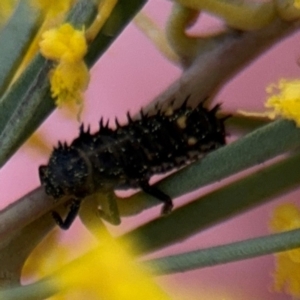 Coccinellidae (family) at Russell, ACT - 22 Aug 2024 11:55 AM