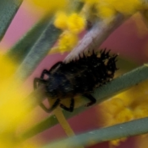 Coccinellidae (family) at Russell, ACT - 22 Aug 2024 11:55 AM