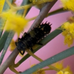 Coccinellidae (family) at Russell, ACT - 22 Aug 2024