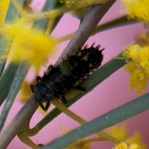 Coccinellidae (family) at Russell, ACT - 22 Aug 2024 11:55 AM