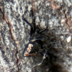 Euryopis splendens at Russell, ACT - 22 Aug 2024