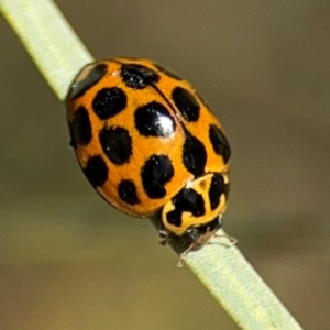 Harmonia conformis at Russell, ACT - 22 Aug 2024