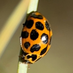 Harmonia conformis at Russell, ACT - 22 Aug 2024