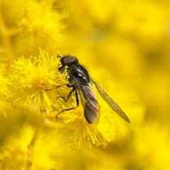 Triglyphus fulvicornis (Hover fly) at Russell, ACT - 22 Aug 2024 by Hejor1