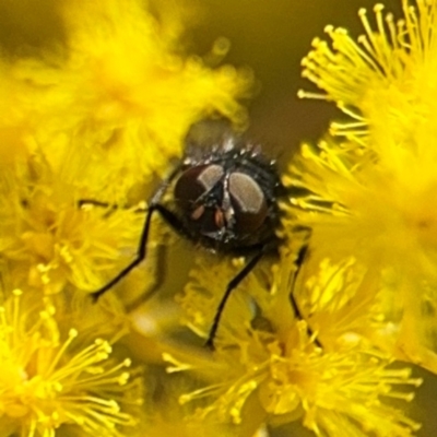 Diptera (order) (Fly - Unidentified) at Russell, ACT - 22 Aug 2024 by Hejor1