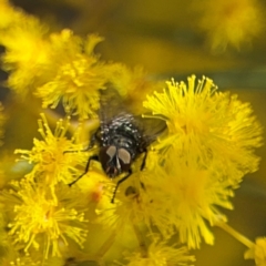 Diptera (order) at Russell, ACT - 22 Aug 2024 12:04 PM