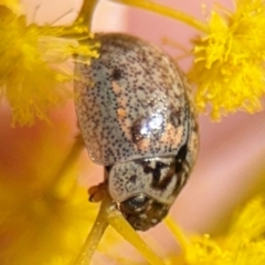 Paropsisterna m-fuscum (Eucalyptus Leaf Beetle) at Russell, ACT - 22 Aug 2024 by Hejor1