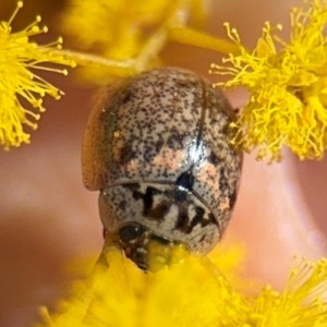 Paropsisterna m-fuscum at Russell, ACT - 22 Aug 2024