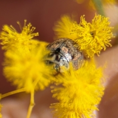 Paropsisterna m-fuscum at Russell, ACT - 22 Aug 2024