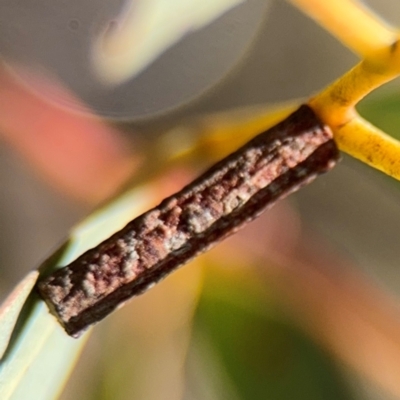 Hemibela (genus) (A Concealer moth (Wingia group) at Russell, ACT - 22 Aug 2024 by Hejor1