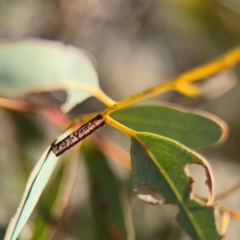 Hemibela sp. (genus) at Russell, ACT - 22 Aug 2024