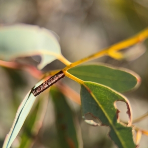 Hemibela sp. (genus) at Russell, ACT - 22 Aug 2024