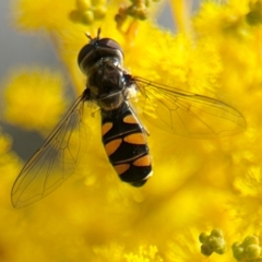 Melangyna sp. (genus) (Hover Fly) at Russell, ACT - 22 Aug 2024 by Hejor1