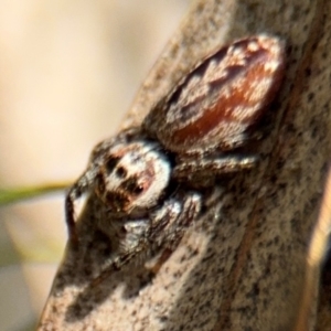 Opisthoncus serratofasciatus at Russell, ACT - 22 Aug 2024