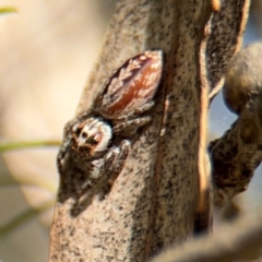 Opisthoncus serratofasciatus at Russell, ACT - 22 Aug 2024