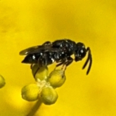 Chalcidoidea (superfamily) (A gall wasp or Chalcid wasp) at Russell, ACT - 22 Aug 2024 by Hejor1