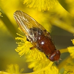 Sapromyza sp. (genus) at Russell, ACT - 22 Aug 2024 12:13 PM