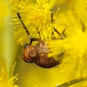 Sapromyza sp. (genus) at Russell, ACT - 22 Aug 2024