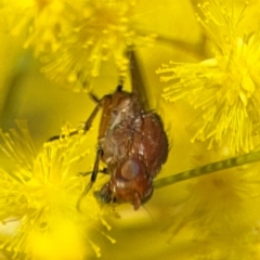 Sapromyza sp. (genus) at Russell, ACT - 22 Aug 2024 12:13 PM