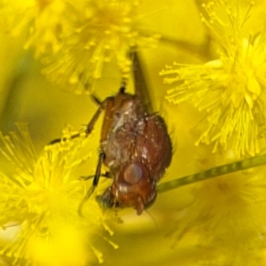 Sapromyza sp. (genus) at Russell, ACT - 22 Aug 2024