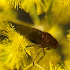 Sapromyza sp. (genus) at Russell, ACT - 22 Aug 2024 12:13 PM