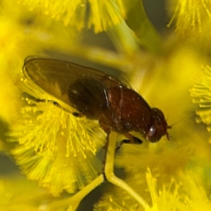 Sapromyza sp. (genus) at Russell, ACT - 22 Aug 2024 12:13 PM