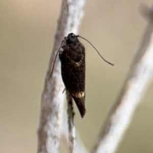 Leistomorpha brontoscopa at Russell, ACT - 22 Aug 2024