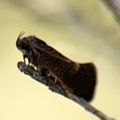 Leistomorpha brontoscopa at Russell, ACT - 22 Aug 2024 12:14 PM