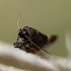 Leistomorpha brontoscopa at Russell, ACT - 22 Aug 2024 12:14 PM