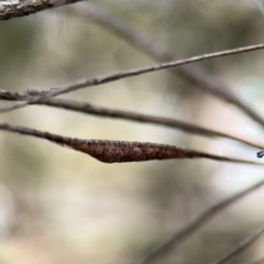 Austracantha minax at Russell, ACT - 22 Aug 2024