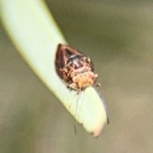 Psyllidae sp. (family) at Barton, ACT - 22 Aug 2024