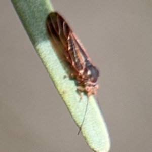 Psyllidae sp. (family) at Barton, ACT - 22 Aug 2024