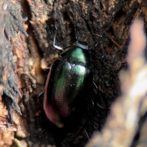 Chalcopteroides cupripennis at Russell, ACT - 22 Aug 2024